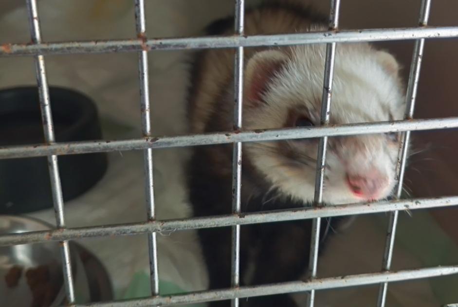 Alerte Découverte Autre Furet Femelle Argentan France
